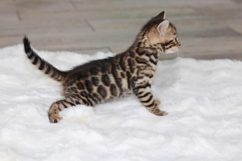 kocurek bengalski brązowy