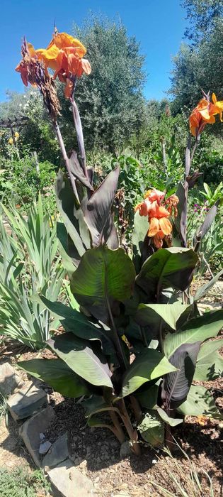 Iris e cannas a vendar em grandes quantidades.
