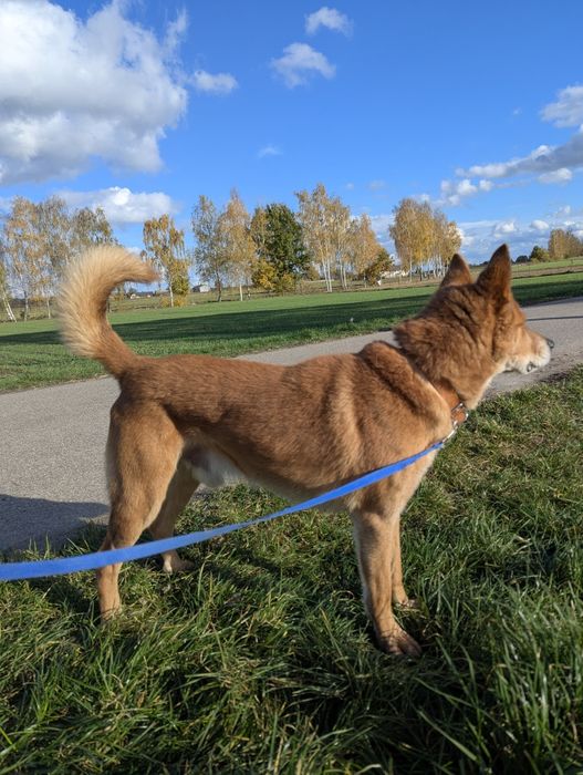 Łagodny karmel w poszukiwaniu domu