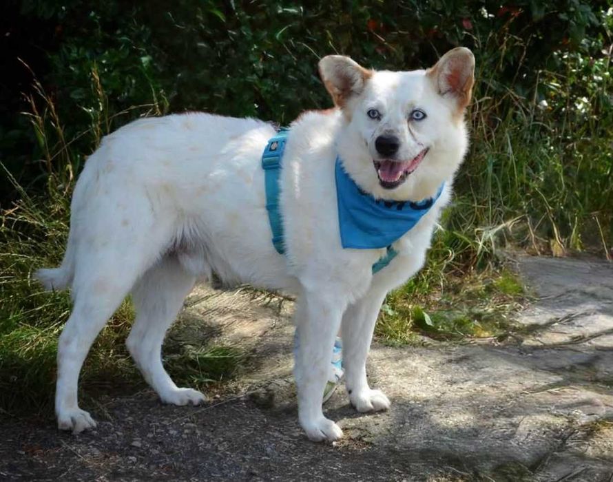 Kacper - niebieskooki prześliczny samotny ADOPCJA
