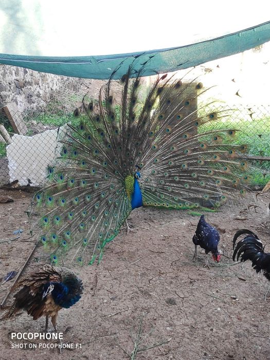 Pavões azuis nascidos em 2025