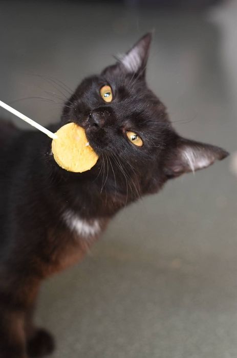 Szafirek do adopcji
