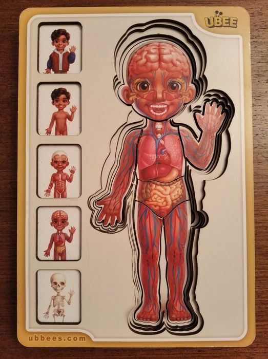 ПАЗЗЛЫ "Анатомия. Организм человека. Строение тела"