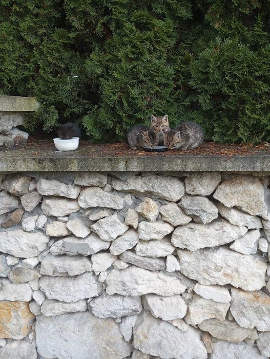 Oddam kotki w dobre ręce