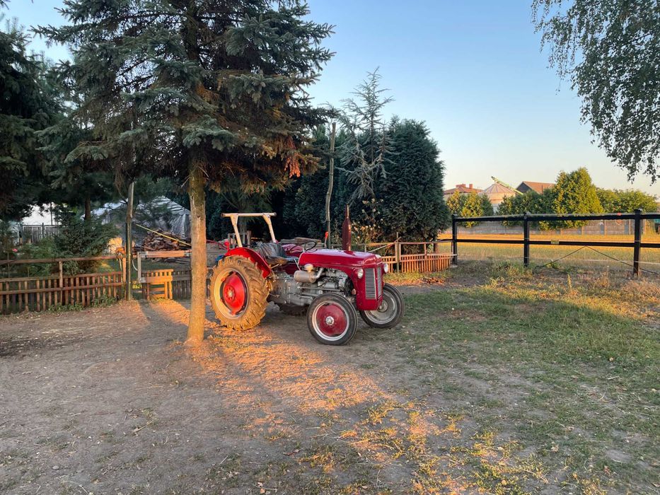 Ciągnik rolniczy Massey Ferguson TE-D, 1954 r.