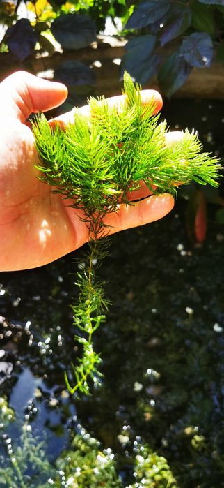 Plantas aquáticas oxigenantes