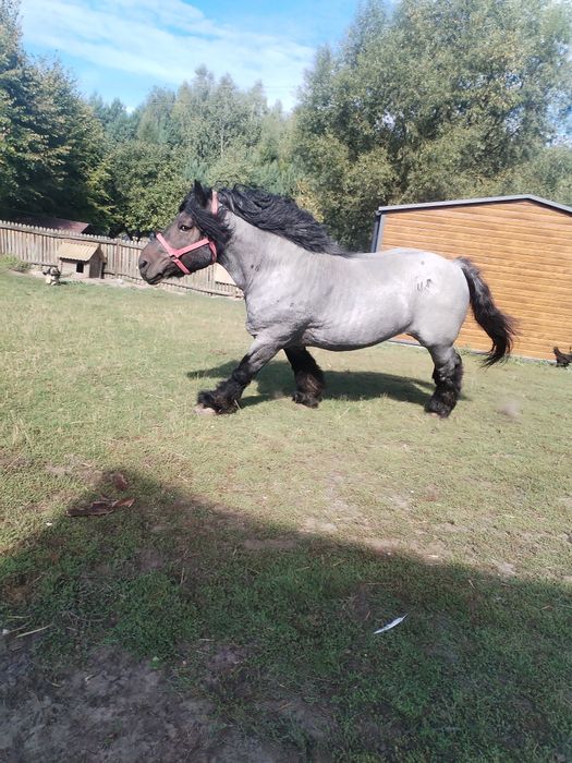 Sprzedam Ogiera Hipek