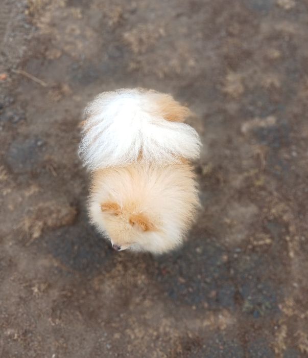 Померанський шпіц дівчинка