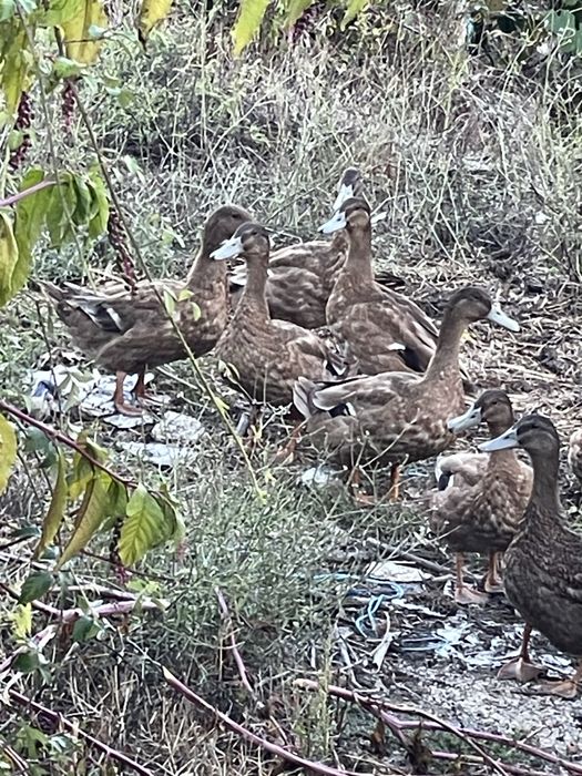Patos novos ROUEN /bravos