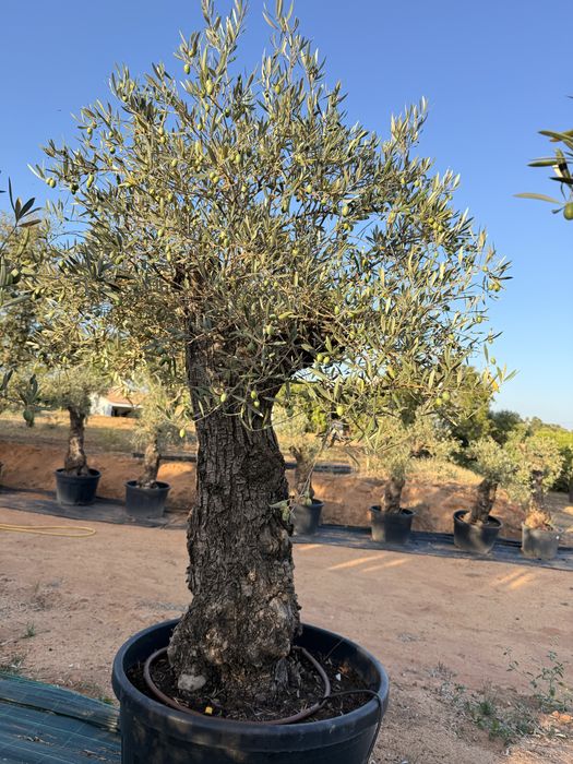 Oliveira para jardim