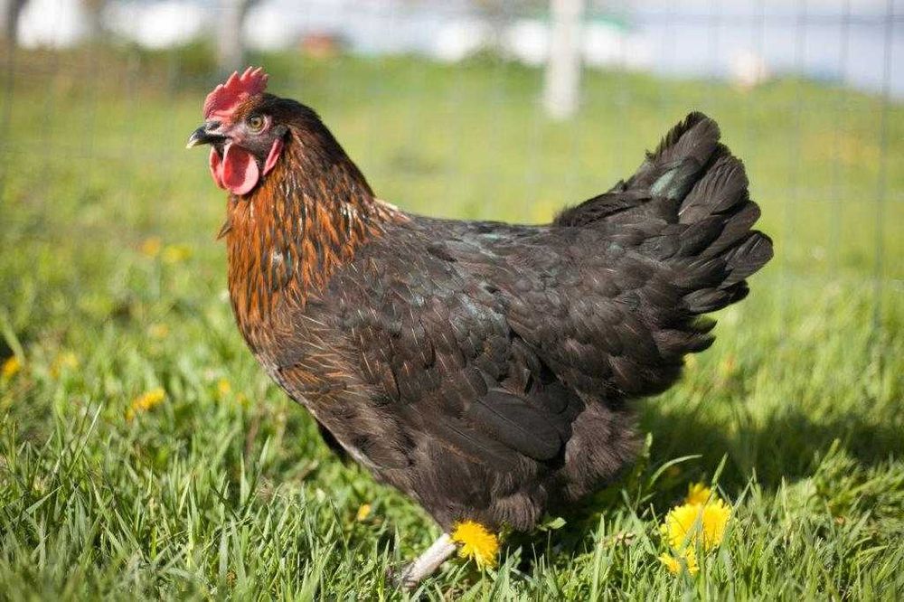 Kury kokoszki nioski Rosa brązowa odchowana dostawa Gratis