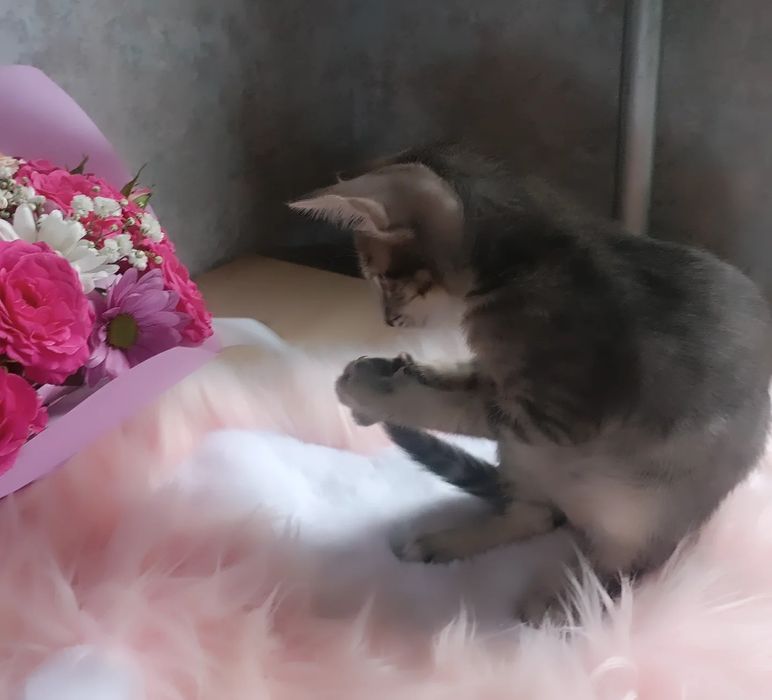 орієнтальні кошенята