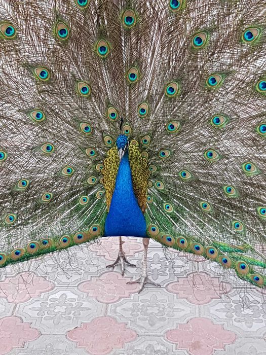 Пір'я павича/перо павлина