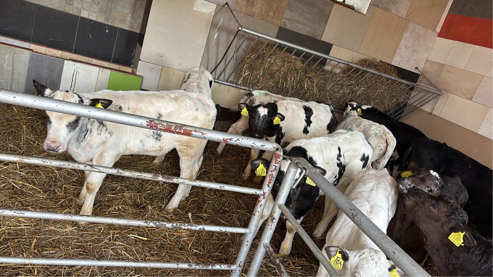 Sprzedam cielaki miesne