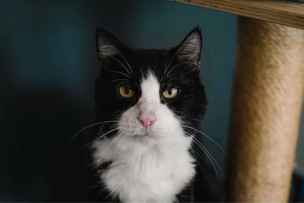 TRÓJŁAPEK ZDERZAK szuka swojego domku