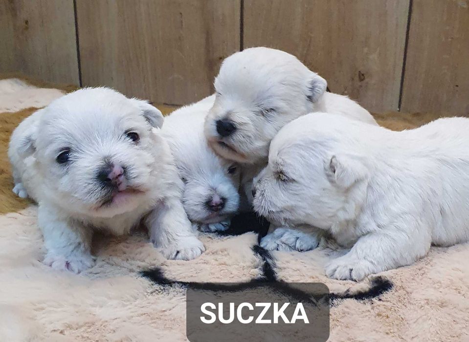 West Highland White Terrier - Śliczna suczka