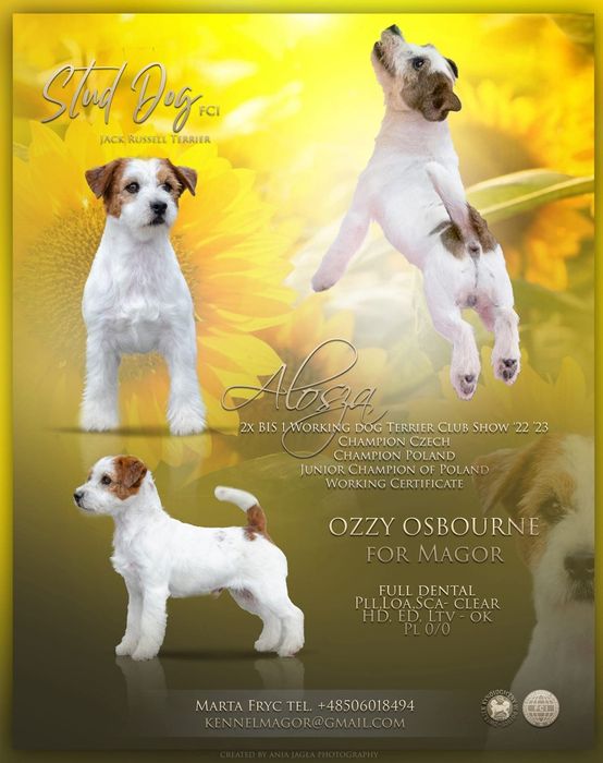 Piękna Suczka Jack Russell Terrier HONOKA , FCI , ZKwP!