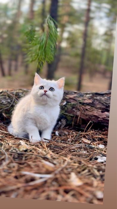 Срібляста шиншила котеня дівчинка шотландська прямо