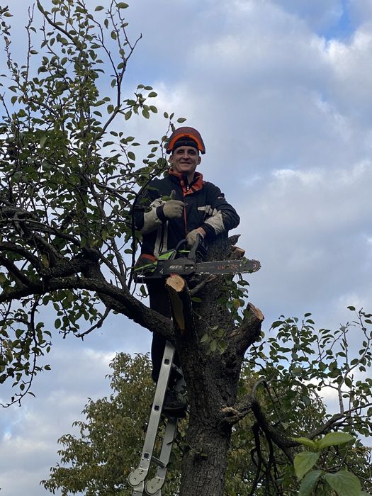 Удаление деревьев|Расчистка участка|Спил деревьев|Корчевание пней