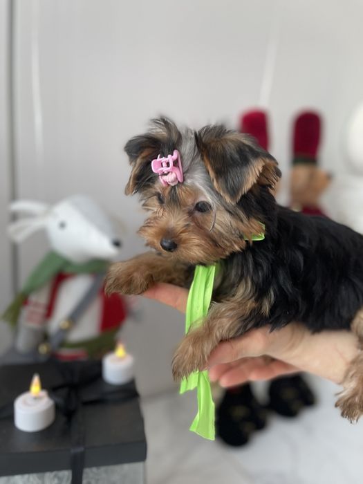 Обіймай і не відпускай  чарівні VIP Йорки тут!