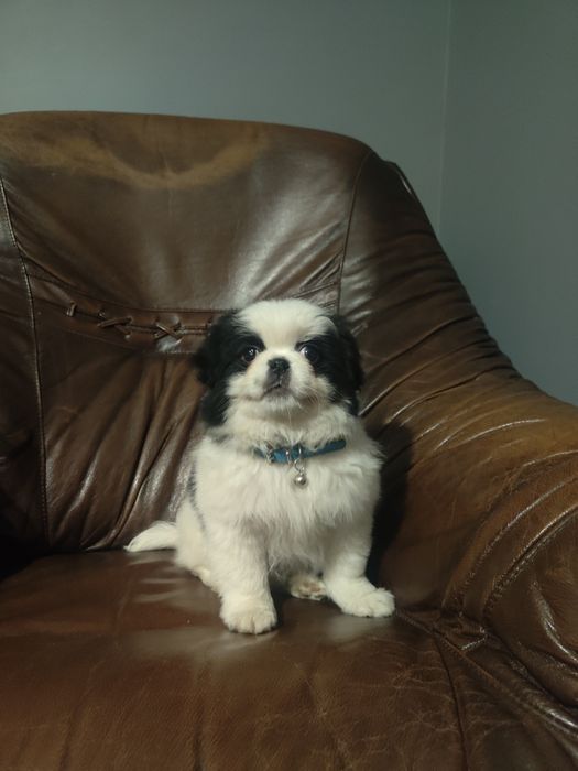 Japan Chin szczeniak