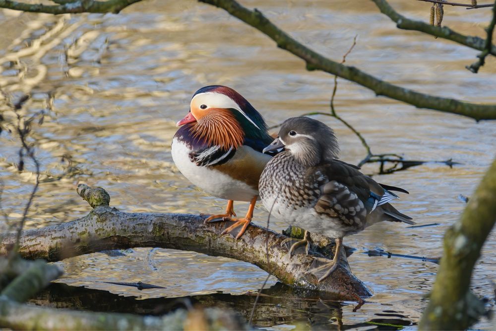 Patos mandarins novs