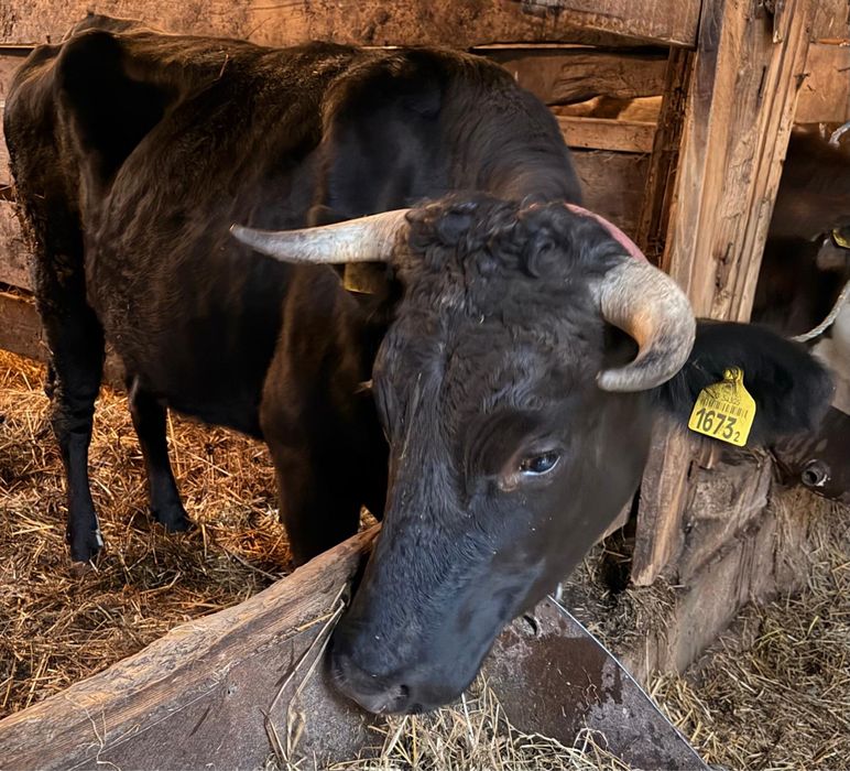 Krowa mleczna - idealna do dalszej hodowli