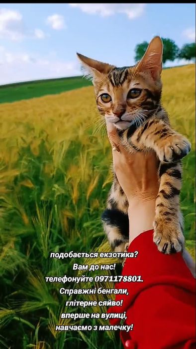 Клубні кошенята з родоводом WCF.