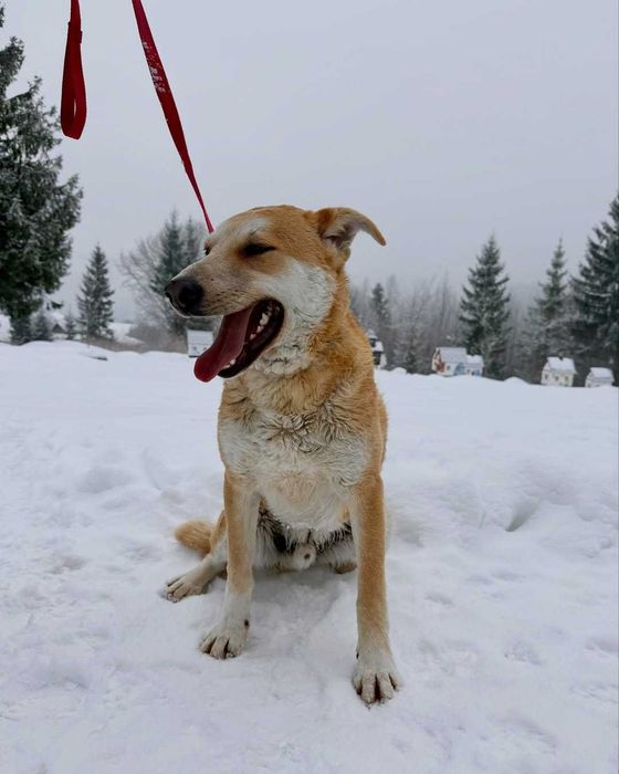Куб, метис, шукає дім