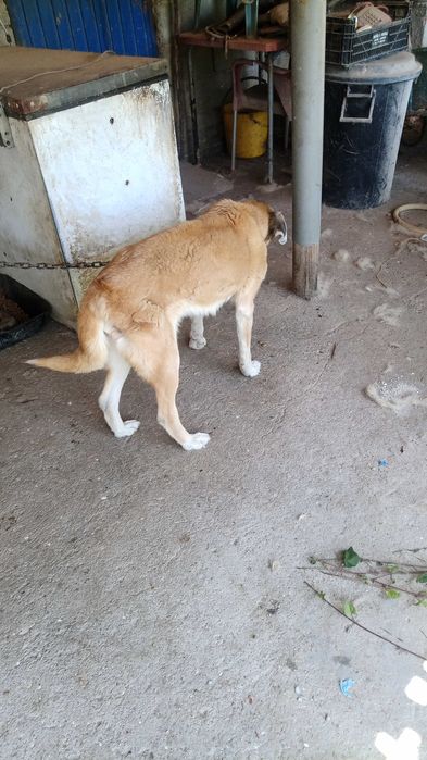 Animal para adoção