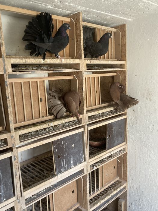 Gołębie pawiki pawie paw pawik likwidacja