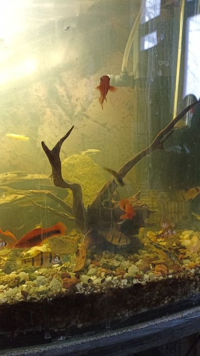 Rybki brzanki 5 szt bojownik samiczka 1 szt