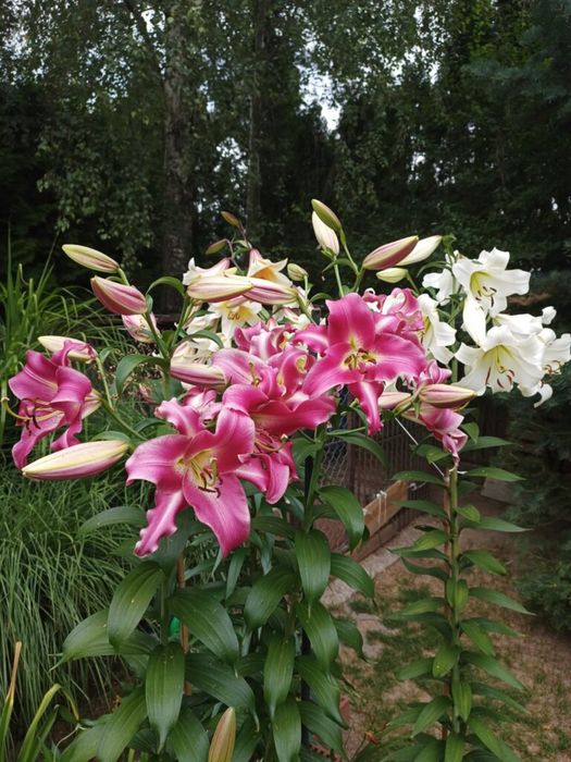 Lilie drzewiaste Cebulki lili drzewiastych CEBULE LILI  8 kolorów