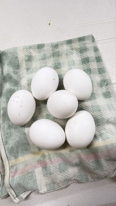 Vendo ovos galados Legorhn