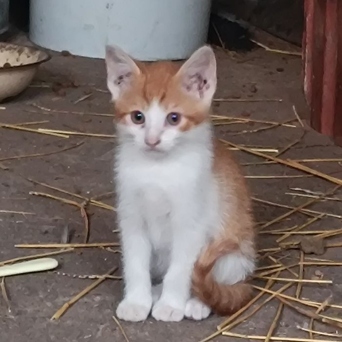 4 kociszki na wydanie KOTKI