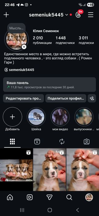 Ваша мрія породний малюк ам.стаффа