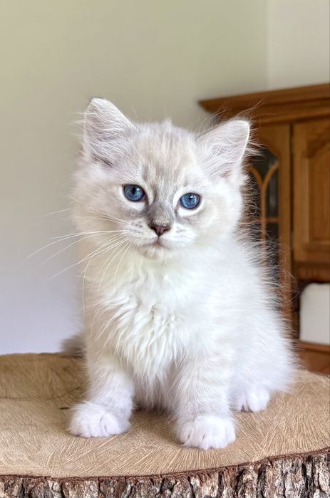 Ragdoll FPL kocurek blue mitted tabby