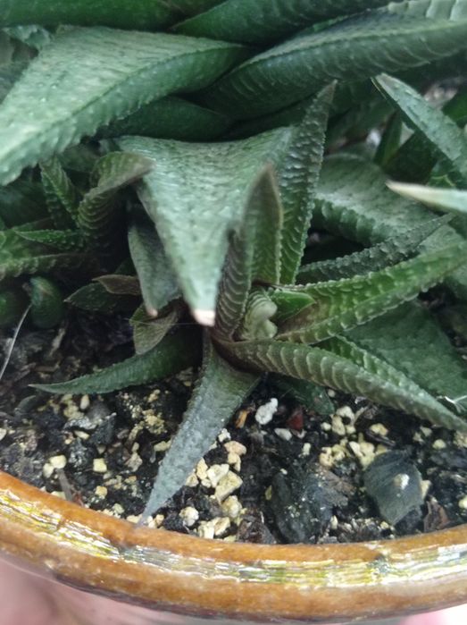 Филодендрон Бурле макс Ринг оф файер Замиокулькас Хавортиопсис  Руэлия