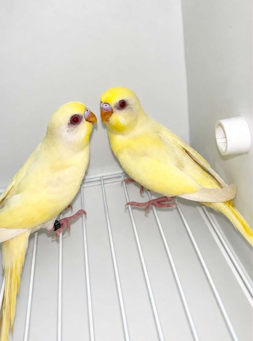Casal de periquitos lutinos