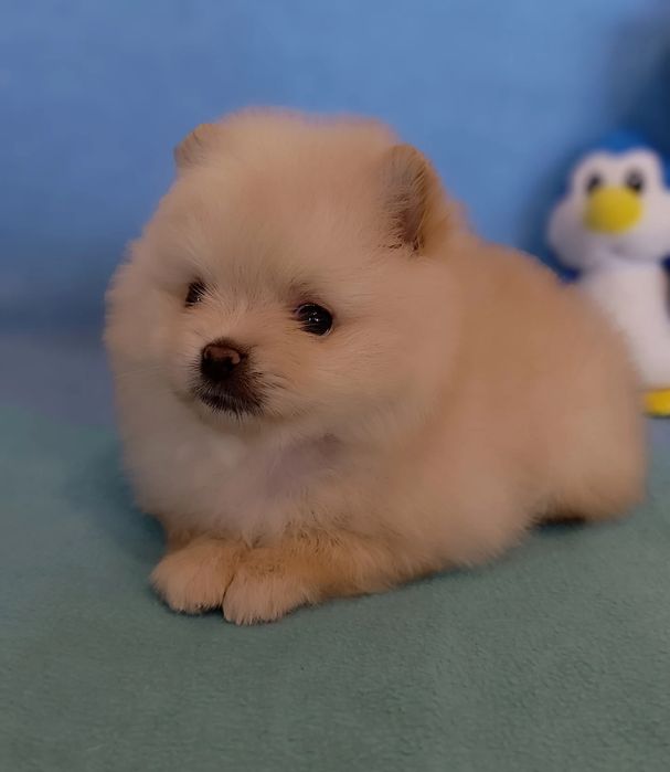 Цуценята померанський шпіц