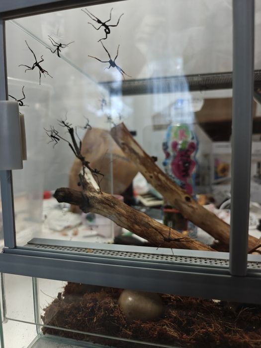 Straszyk australijski (larwy L1, jajka gratis)