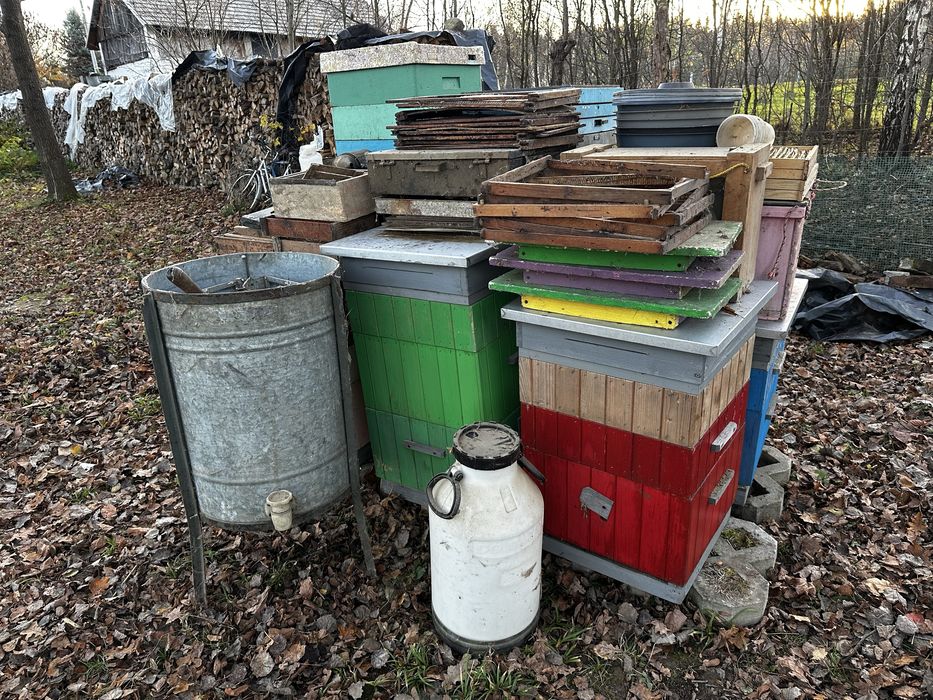 Ule wielkopolskie 10r