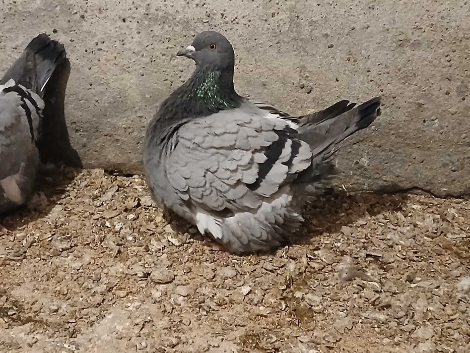 Mondain, Mondainy likwidacja hodowli