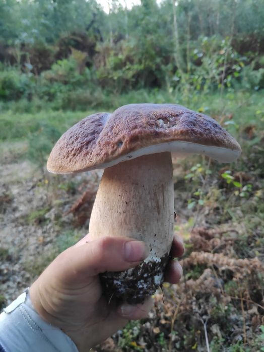 Grzyby marynowane zbiór 2025r.