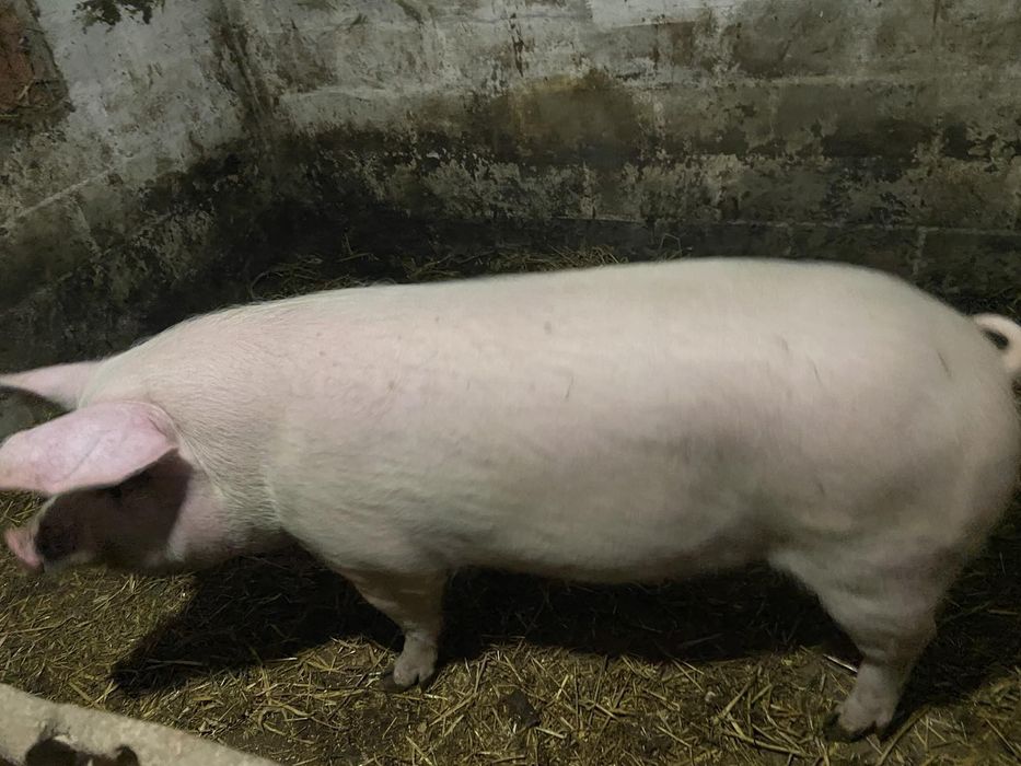 Продам кабана вигодованого натуральними харчами