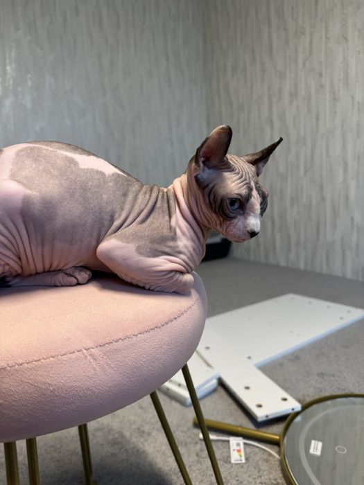 Продається дівчинка сфінкс єльф з паспортом 10 місяців