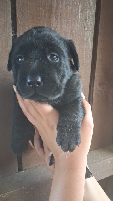 Labrador magnífico