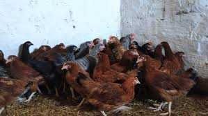 Oddam za darmo młode kury Nioski