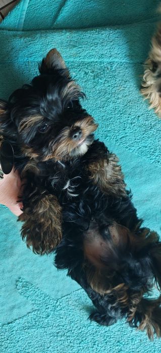 Yorkshire terrier mini