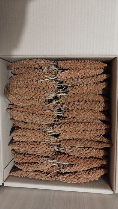 Чумиза корм для папуг